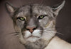 Ibride Galerie De Portraits Square Tray - Urbin Lioness