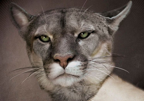 Ibride Galerie De Portraits Square Tray - Urbin Lioness